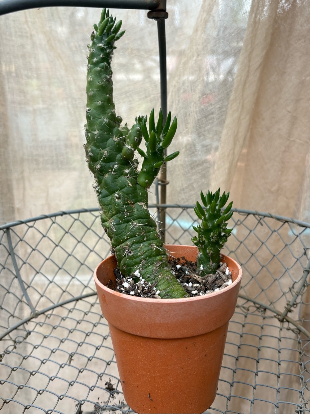 Cactus Green Spiral Cactus in Terracotta Pot